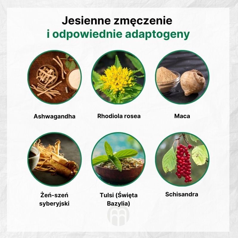 (Polština) Podzimní únava a vhodné adaptogeny (1)